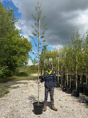 Alnus Incana 8/10cm Standard