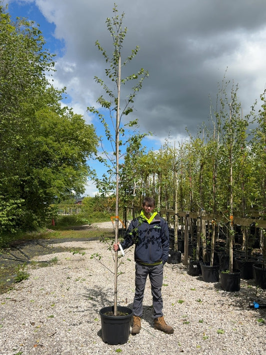 Alnus Incana 8/10cm Standard
