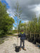 Alnus Incana 8/10cm Standard