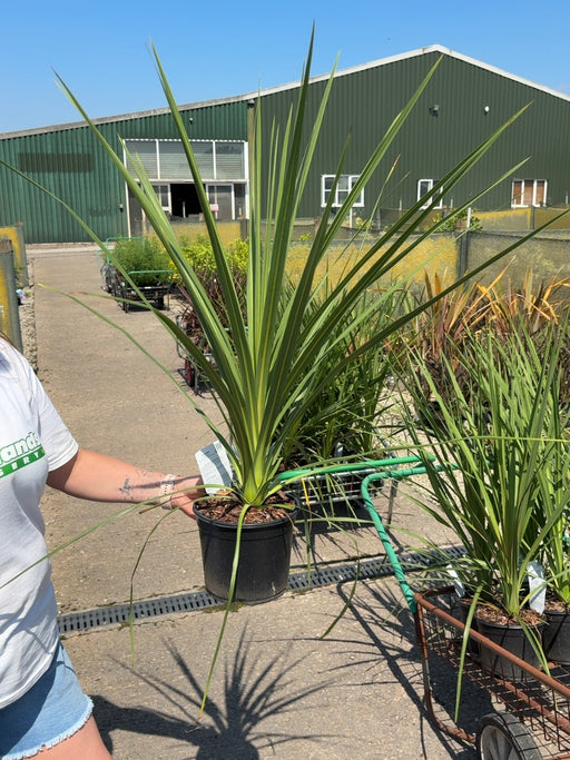 Cordyline Australis 3 Litre Pot