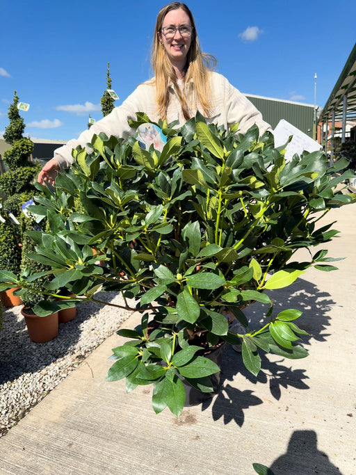 Rhododendron Hyb Mrs Pearson  25 Litre Pot 90cm Wide