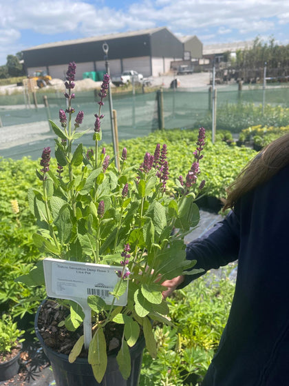 Salvia Sensation Deep Rose 3 Litre Pot