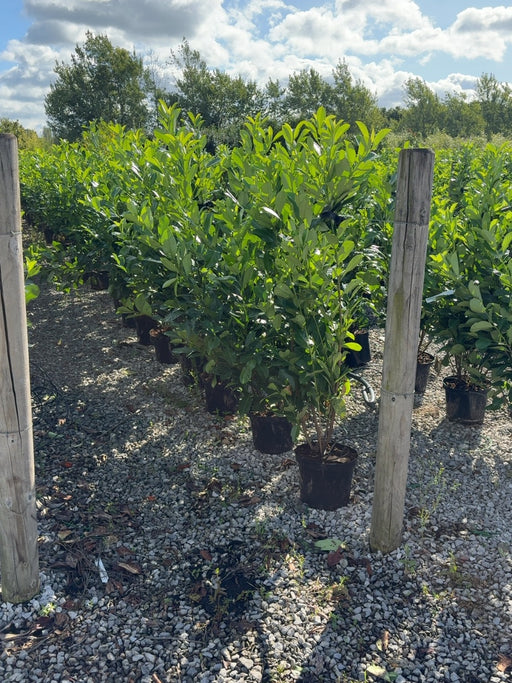 Cherry Laurel Hedging 125-150cm 10 Litre Pot