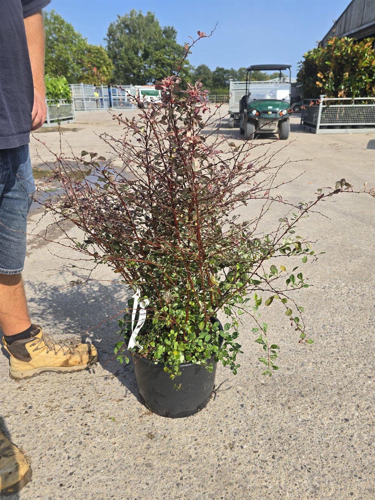 Berberis thun. Harlequin 20 Litre Pot