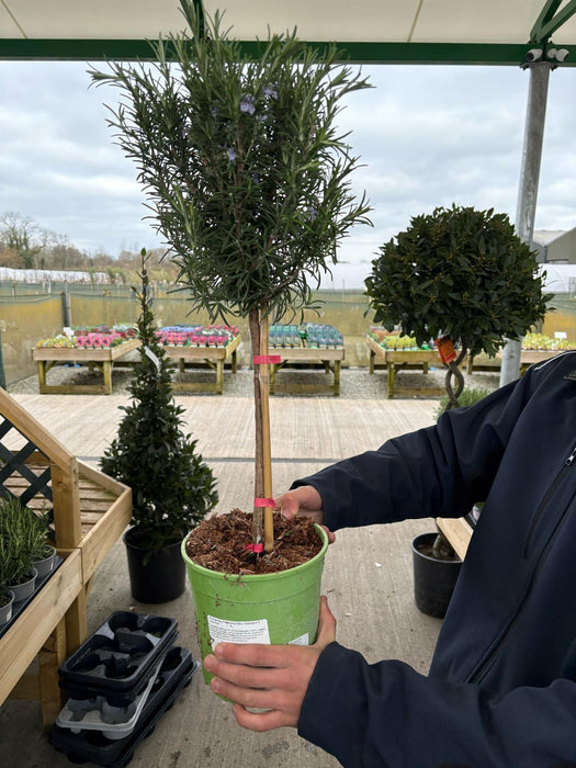 Rosmarinus Prostratus Mini Standard 3 Litre Pot