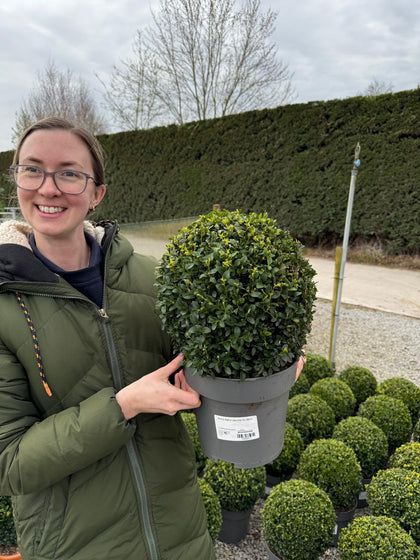 Buxus Ball 5 Litre Pot 25-30cm