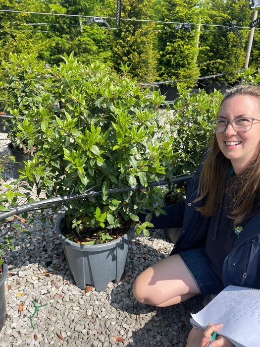 Viburnum Tinus 60/80cm Root Ball Dug To Order