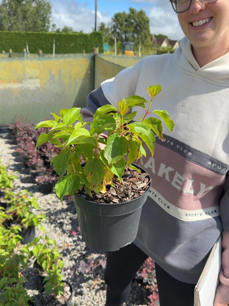Cornus sanguinea 'Magic Flame' - Dogwood 3 Litre Pot