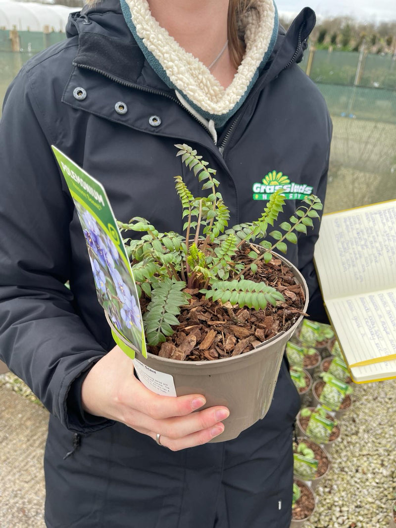 Polemonium Heaven Scent 2 Litre Pot