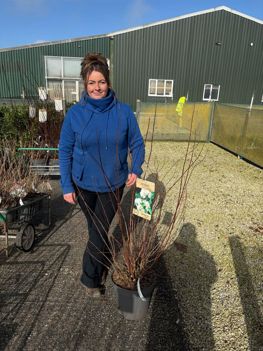 Philadelphus Snowbelle 12 Litre Pot 100/125cm