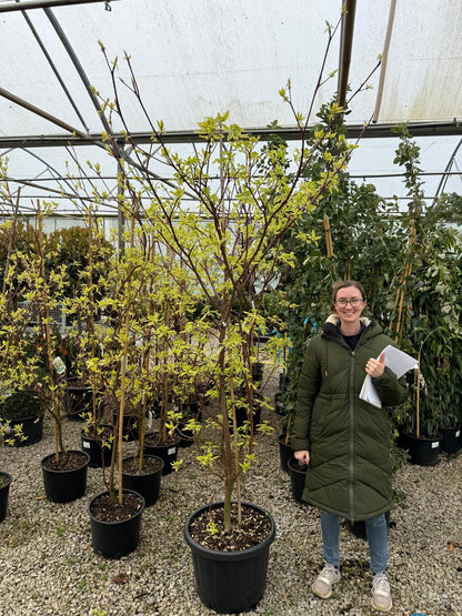 Cornus controversa Variegata 20 Litre Pot 200-250cm Tall