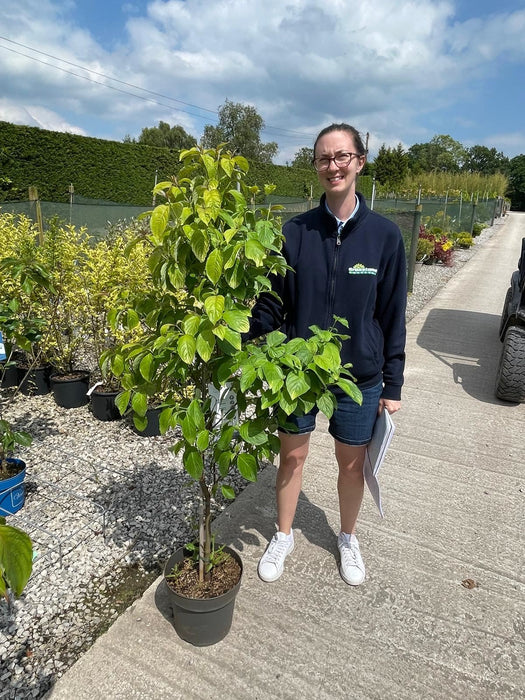 Cornus Florida 10 Litre Pot