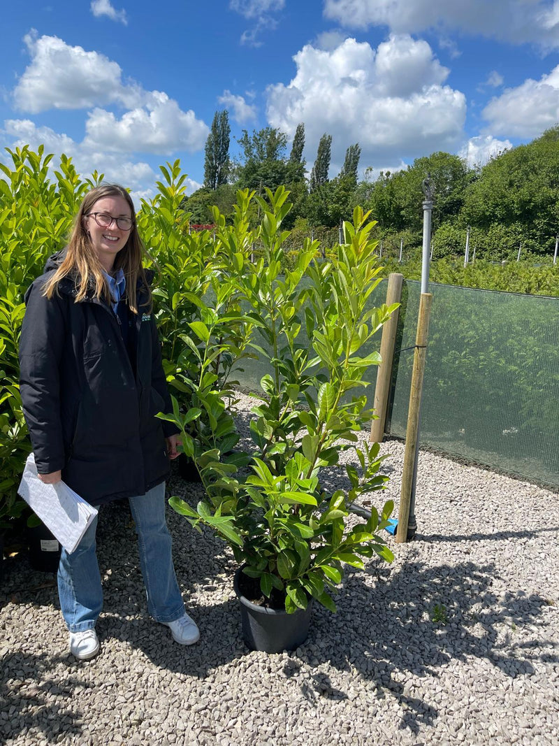 Cherry Laurel 100-120 cm 15 Litre Pot