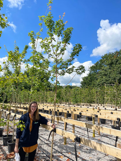 Acer campestre Elsrijk 6-8cm Girth Std