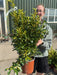 Euonymus Aureopictus 3 Litre Pot
