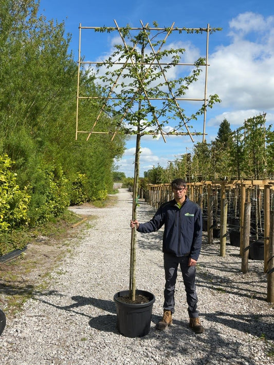 Carpinus B.Pleached 10/12cm G, 200cm Stem, 120cm Tall x 150cm Wide Root Ball Delivery From November