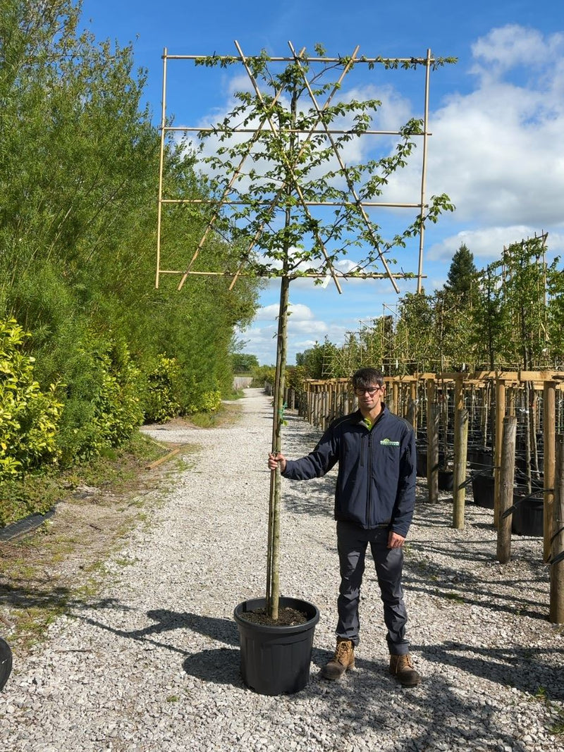 Carpinus B.Pleached 10/12cm G, 200cm Stem, 120cm Tall x 150cm Wide