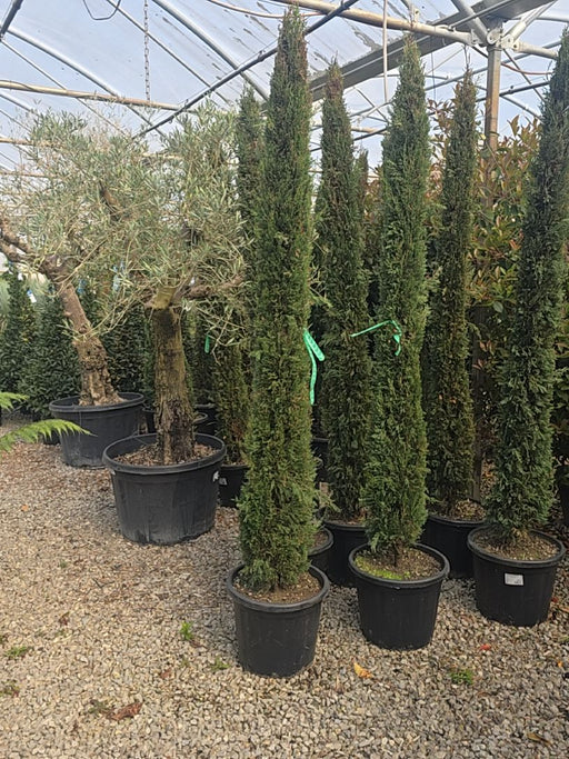 Cupressus sempervirens Pyramidalis 25 litre pot 200/250cm