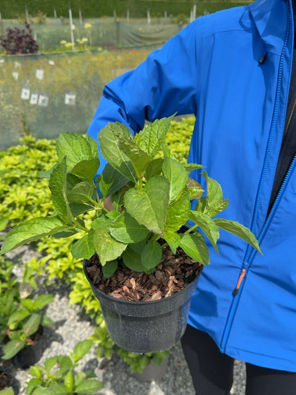 Hydrangea macrophylla 'Soeur Thérèse' - Mophead Hydrangea 3 Litre Pot
