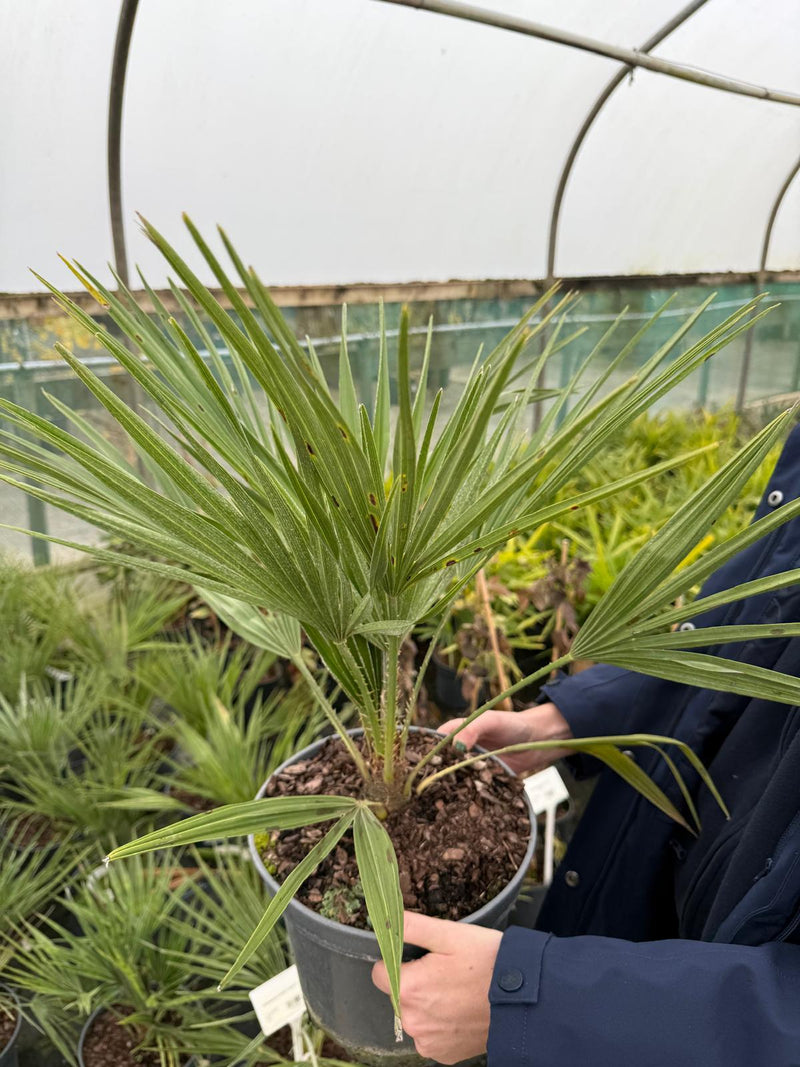 Chamaerops Humilis 5 Litre Pot
