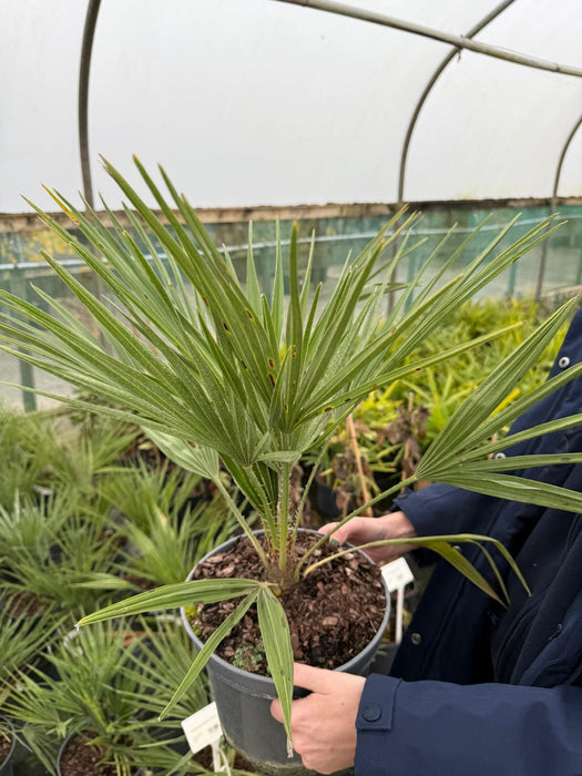 Chamaerops Humilis 5 Litre Pot