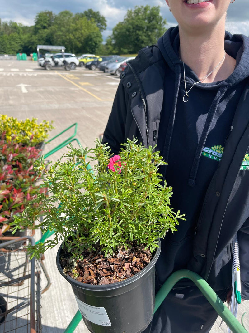 Potentilla fruticosa Bellissima 3 Litre Pot