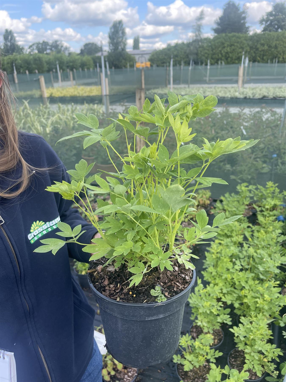 Dicentra Spectabilis Alba 11cm Pot