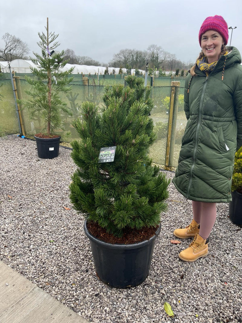 Pinus Mugo Gnom 65 Litre Pot