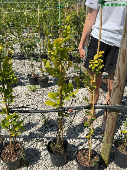 Fagus sylvatica 'Dawyck Gold' - Golden Upright Beech 3 Litre Pot