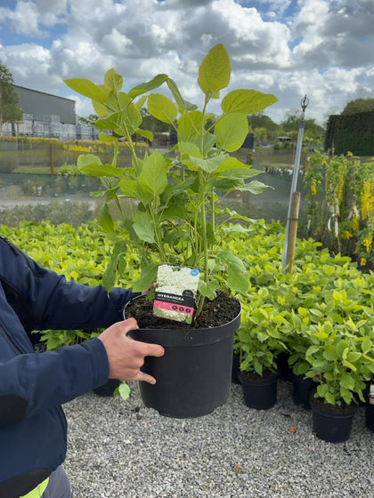 Hydrangea arborescens Annabelle 7.5 Litre Pot