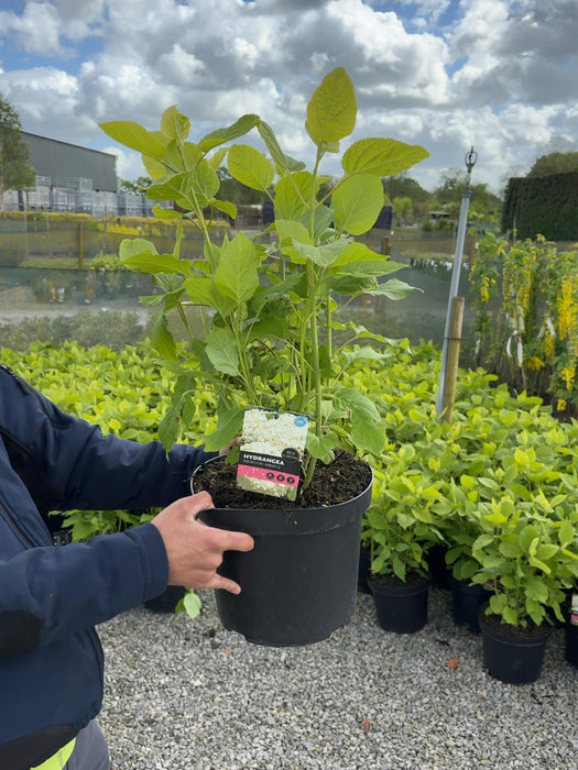Hydrangea arborescens Annabelle 7.5 Litre Pot