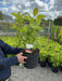 Hydrangea arborescens Annabelle 7.5 Litre Pot