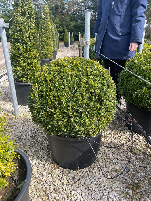 Buxus Sempervirens Ball 60cm Diameter