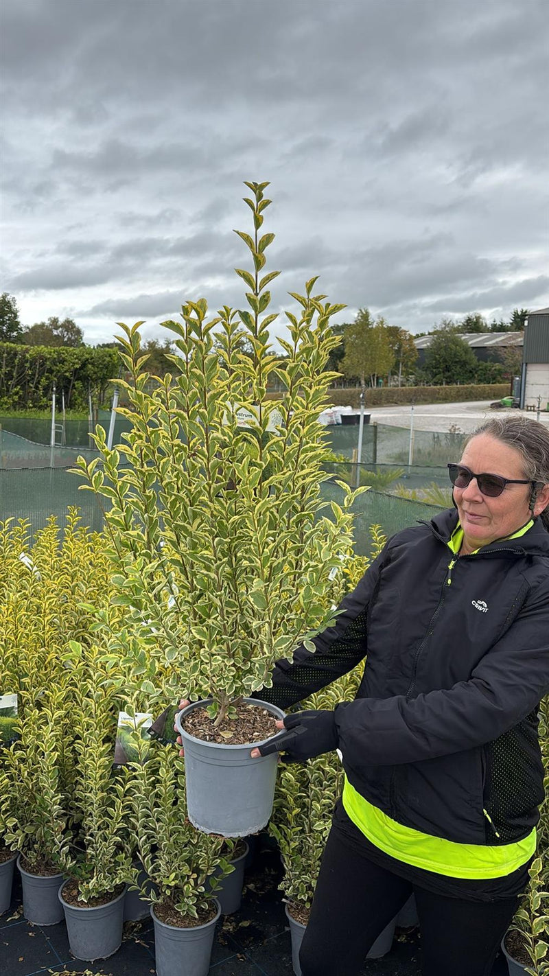 Golden Privet 4.5 Litre 60/80cm — Grasslands Nursery
