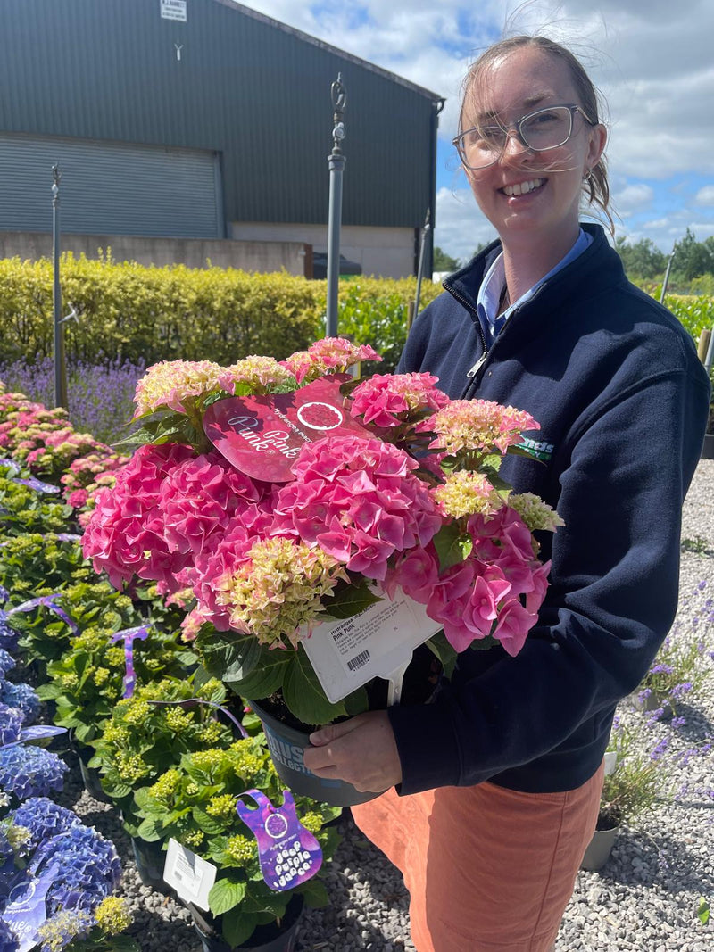 Hydrangea Mac. Deep Pink Punk 5 Litre Pot