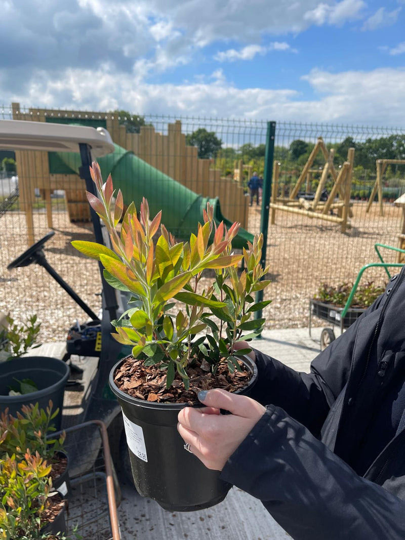 Callistemon Laevis 3 Litre Pot