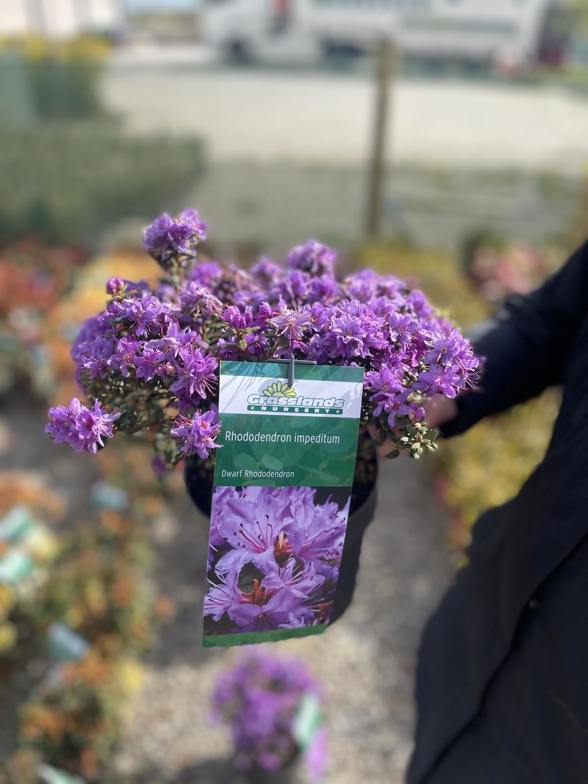 Rhododendron Impeditum Azurika 2.3 Litre Pot — Grasslands Nursery
