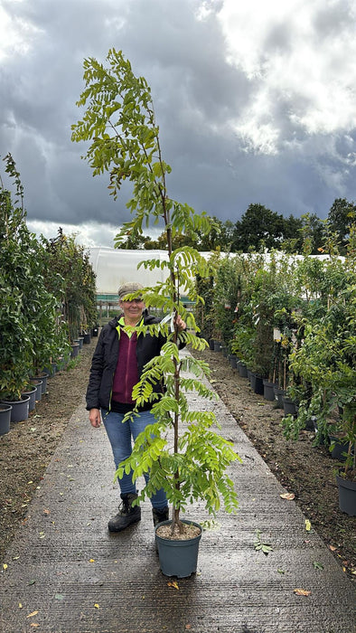 Robinia Frisia 10 Litre Pot