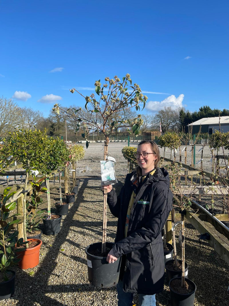 Viburnum Eskimo 10 Litre Pot Half Standard