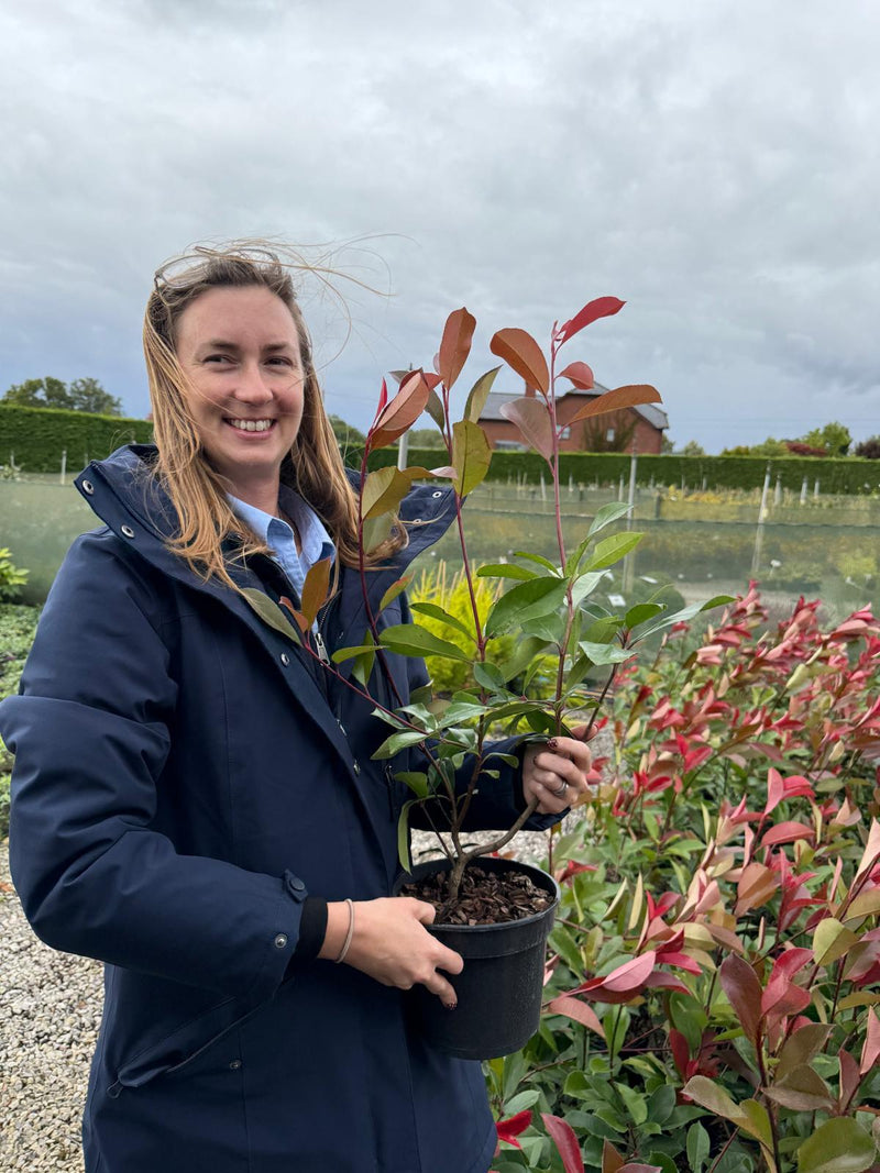 Photinia fraseri Red Robin 3 Litre Pot