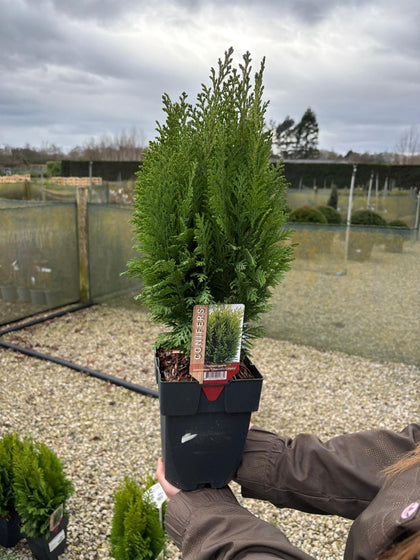 Chamaecyparis Ellswood Empire 2 Litre Pot