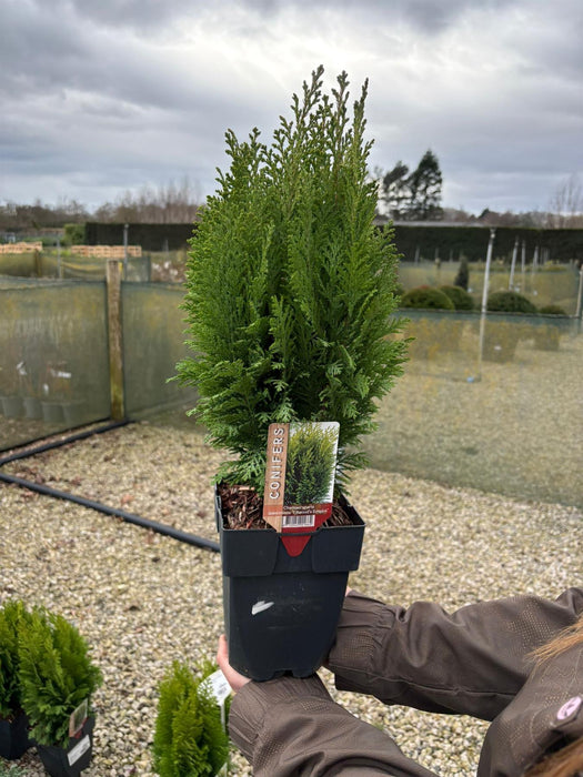Chamaecyparis Ellswood Empire 2 Litre Pot