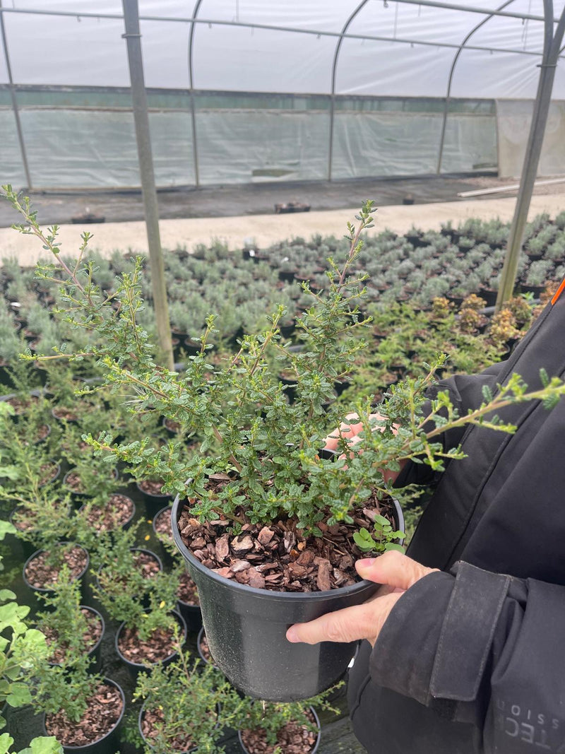 Ceanothus Dark Star 3 Litre Pot