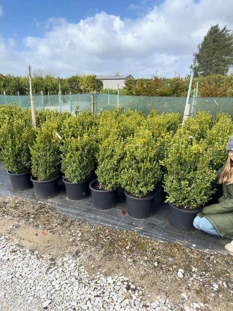 Box hedging 60/80cm 25 Litre Pot