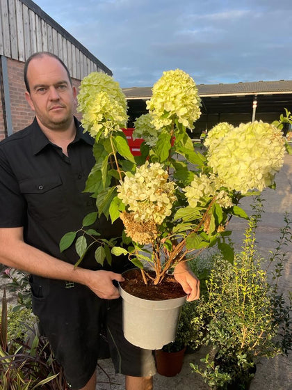 Hydrangea Paniculata Limelight 5 Litre Pot