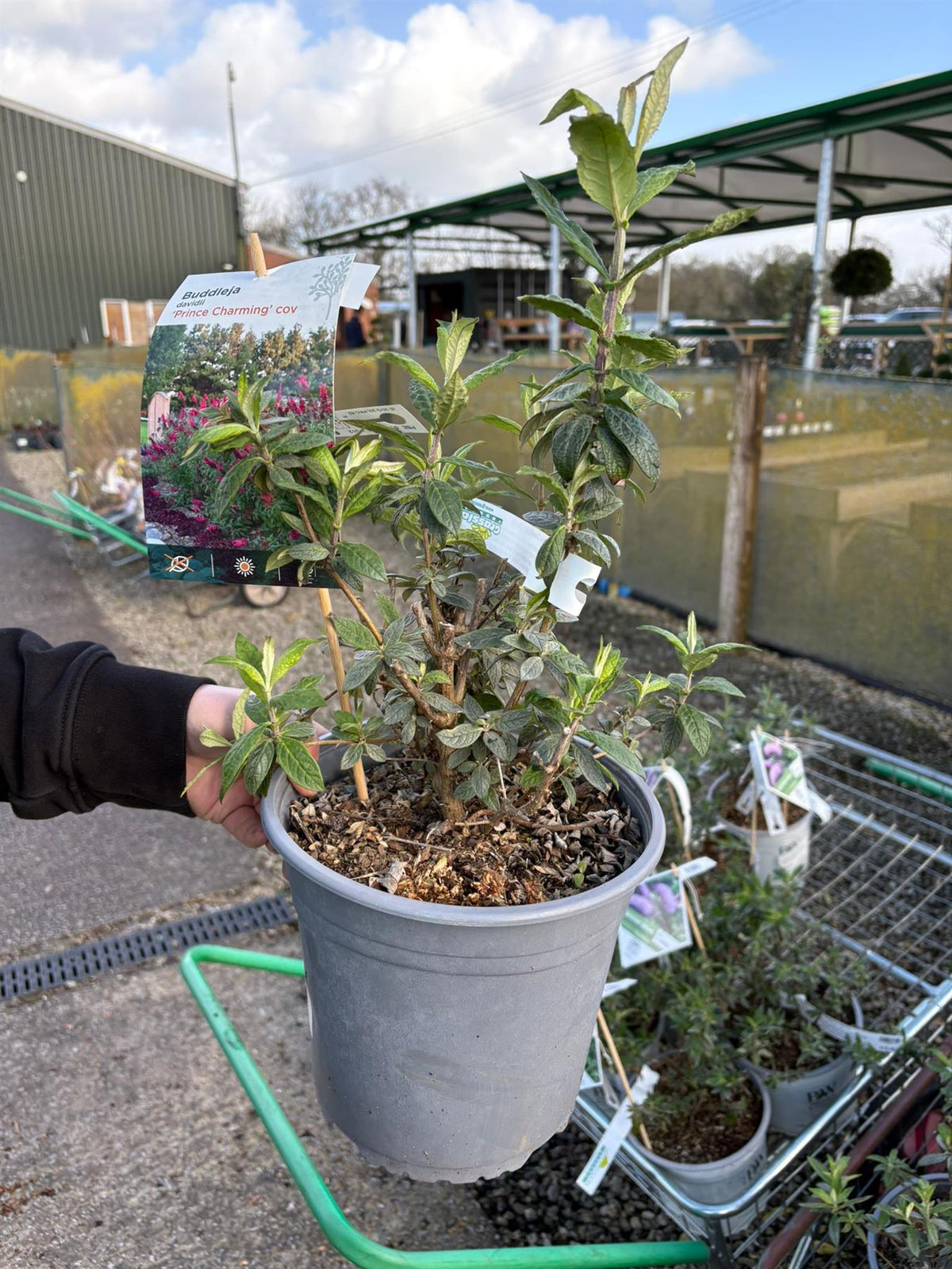 Buddleja d. Prince Charming  4.5 Litre Pot