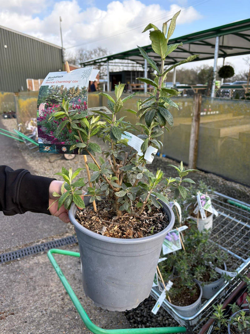 Buddleja d. Prince Charming  4.5 Litre Pot