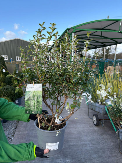 Osmanthus Burkwoodii 4.5 Litre Pot
