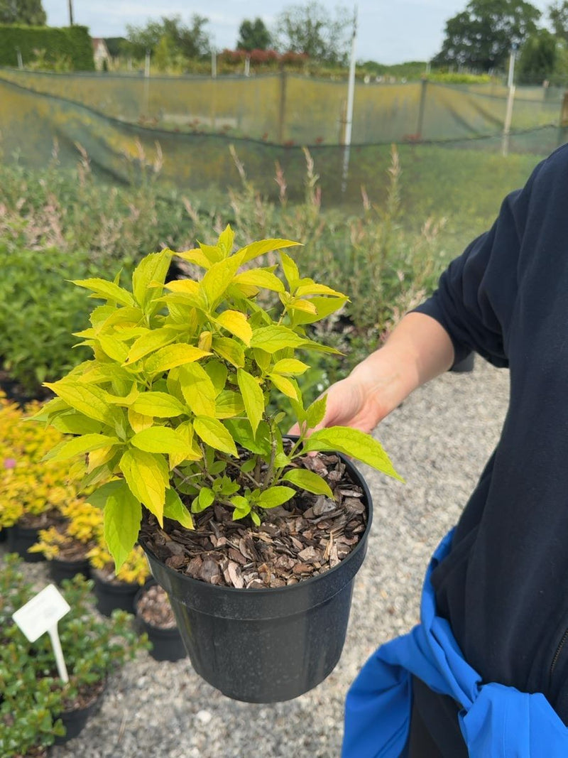 Philadelphus coronarius Aureus - Golden Mock Orange 3 Litre Pot