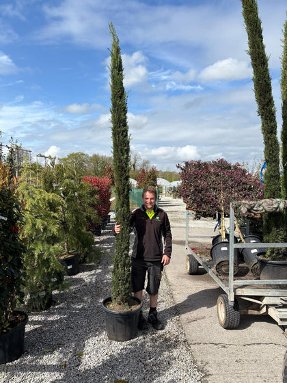 Cupressus sem. Pyramidalis 30 Litre Pot 250-300 cm